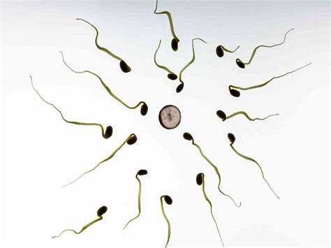 Sperm İleri Hızlı Hareketliliği Nasıl Artar?